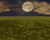 Moonlight Animated Field