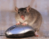 Ratazana