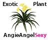 eAASe Exotic Plant
