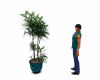 Teal Tree Plant