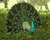 Stay Still Peacocks