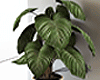 Homalomena Rubescens