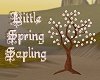 Little Spring Sapling
