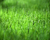 GRASS2