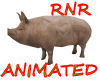 ~RnR~FARM PIG ANIMATED