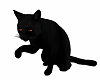 Black Cat W Orange Eyes