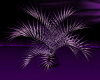 (AA) Purple Accent Plant