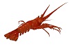 [Ts] Lobster