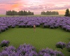 Lavender Field Room