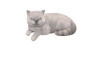 Realistic White Cat