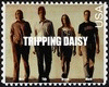 T. Daisy  Pt2
