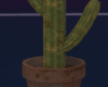young cactus