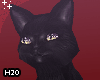 Cat Animation Black
