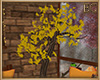 EC| Autumn Cafe Tree