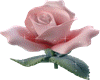 Pink Satin Rose