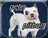 pitbull white (m&f)