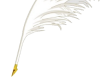 Small feather quill