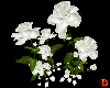 {DP} White Rose Seats