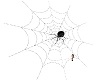 spider n web 1