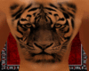 Tiger Back Tattoo Men