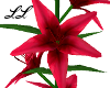 LL: Asiatic Lily Variety