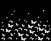 Butterfly  Anim