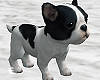 Puppy Animated Dog