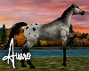 Grey Appaloosa Horse