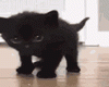 ML Black Shoulder Puss