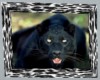 Black Leopard Picture