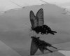 Black Butterfly Earrings
