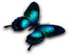 turquoise butterfly L