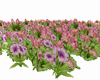 GM's Animated Flowers