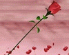 Y*Anim. Kiss  Red Rose