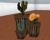 JR Cactus Plants