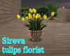 Sireva Tulips Florist