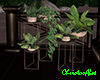 Chr_Indoor plants set