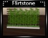 Vista Bamboo Plant