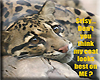 Cheetah looks good