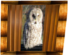 Colins owl Pic 