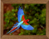 Macaw Parrot Frame