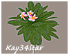 Tropical Plumeria Plant