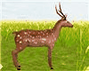 Beautiful Deer Pet