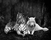 wolf tiger
