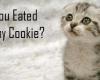 Kitty Lost Cookie