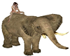 Adult Rideable Elephant
