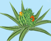 [TGUU]Artichoke Plant