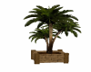 Palm Tree Plantern