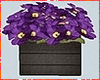 Kawaii Flower Box