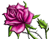 [DS]Rose5